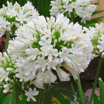 Agapanthus umbellatus albus Giant WHITE - Lily of the Nile Plants - Giant Football Sized Flowers