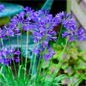 Agapanthus Brilliant Blue - Hardy Blue Nile Lily