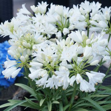 Agapanthus Double Diamond