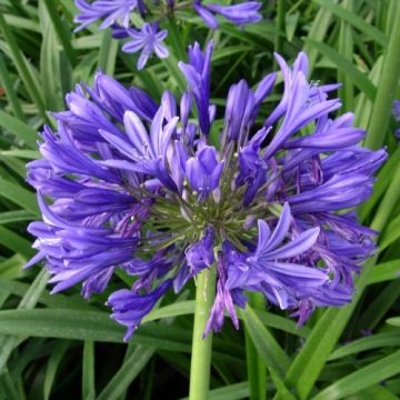 WINTER SALE - Agapanthus Ever Sapphire