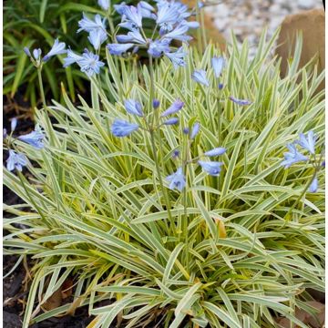 Agapanthus Golden Drop - Variegated Nile Lily