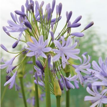 Agapanthus Lavender Haze