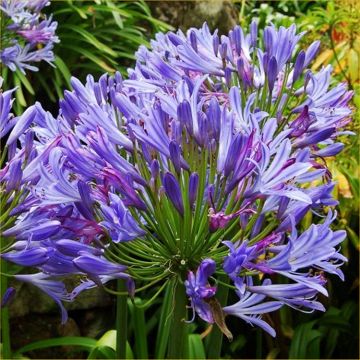 Agapanthus Charlotte - Hardy Blue Nile Lily - Pack of THREE Plants in Bud & Bloom