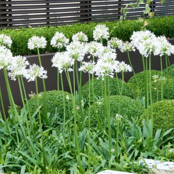 Agapanthus Mi Casa - Lily of the Nile - XXXL Plants