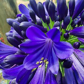 Agapanthus Navy Blue - Nile Lily