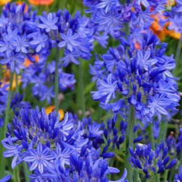 Agapanthus Northern Star