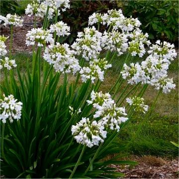 Agapanthus Petite Eskimo - Hardy White Nile Lily