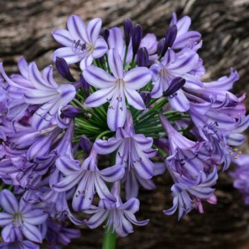 Agapanthus Poppin Star -  Lily of the Nile Plants - XXXL Plants