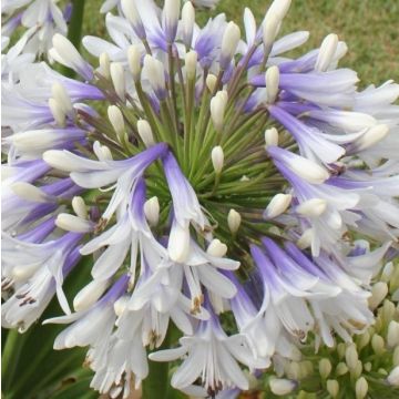 Agapanthus "Queen Mum"