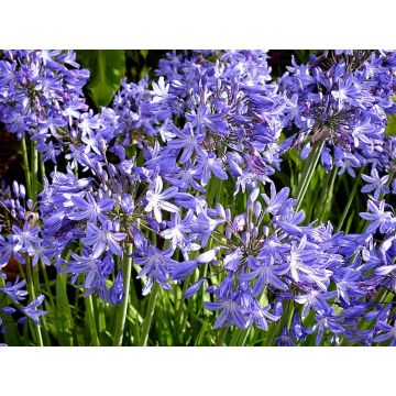 Agapanthus Star Quality