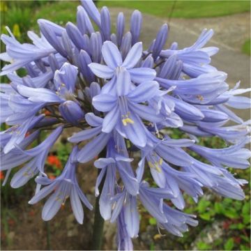 Agapanthus Summer Sky - Golden Variegated Agapanthus