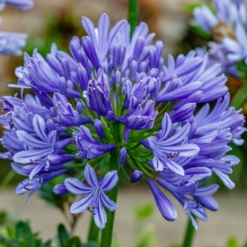 Agapanthus Sunfield - Gigantic Football Sized Flower heads