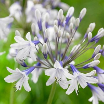 Agapanthus africanus Twister - Hardy Bicolour Blue & White Twister Nile Lily