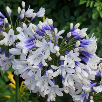 Agapanthus "Enigma" - Bicolour Nile Lily