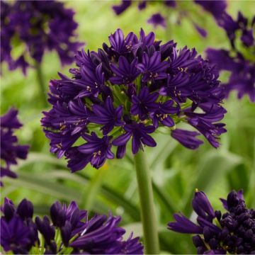 Agapanthus Black Jack - Chelsea Plant of the Year