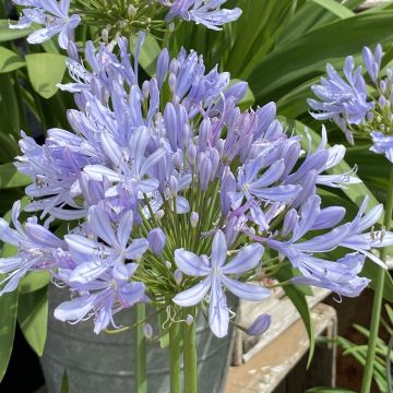 Agapanthus 'Crystal Blue' - Lily of the Nile