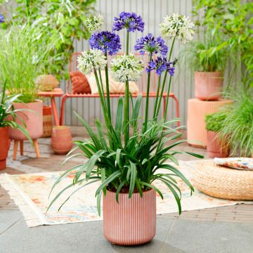 Agapanthus 'Ever Couple' - Lily of the Nile - XL Plant - In Bud & Bloom