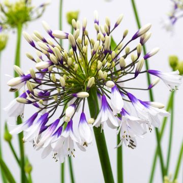 Agapanthus Fireworks  - Hardy Bicolour Blue & White Nile Lily