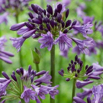 Agapanthus 'Poppin Purple' - Lily of the Nile - XL Plant