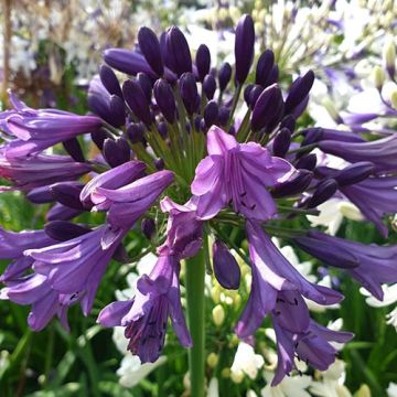 Agapanthus Poppin Purple - Hardy Nile Lily