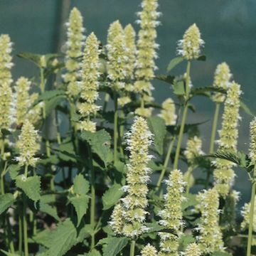 Agastache rugosa 'Liquorice White' - Korean Mint