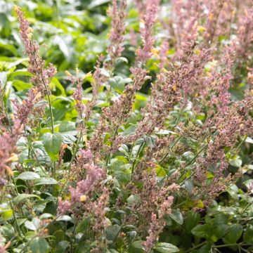 Agastache aurantiaca - Orange Hummingbird Mint