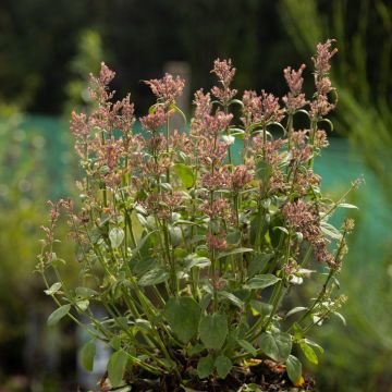 Agastache 'Sunny Sparks Tangerine' - Hummingbird Mint