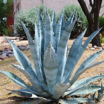 Agave Americana - American Aloe - Century Plant - LARGE SPECIMEN