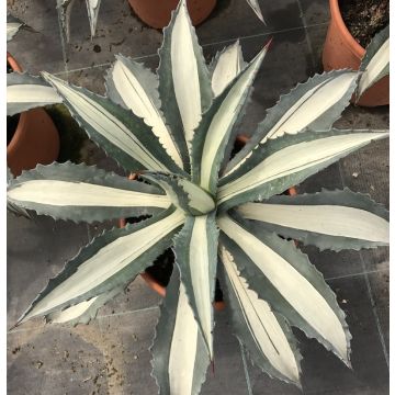 Agave Americana Mediopicta - American Aloe - Century Plant - LARGE SPECIMEN
