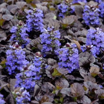 Ajuga reptans Black Scallop - Bugle