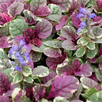 Ajuga reptans Burgundy Glow - Bugle