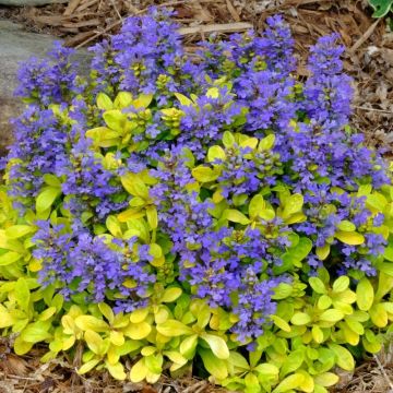 Ajuga Cordial Canary - Feathered Friends