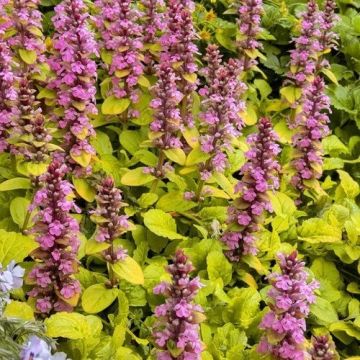 Ajuga reptans 'Gold Chang'