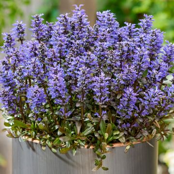 Ajuga Noble Nightingale - Feathered Friends