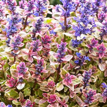 Ajuga tenorii Princess Nadia