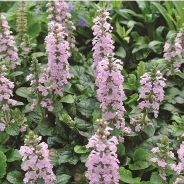 Ajuga reptans rosea