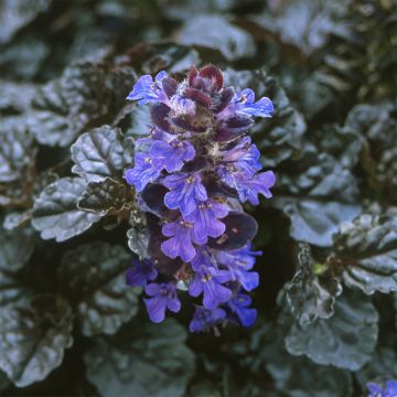 Ajuga reptans 'Braunhertz' - Evergreen Bugle Plant