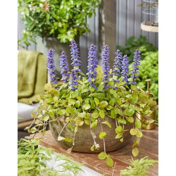 Ajuga Tropical Toucan - Feathered Friends