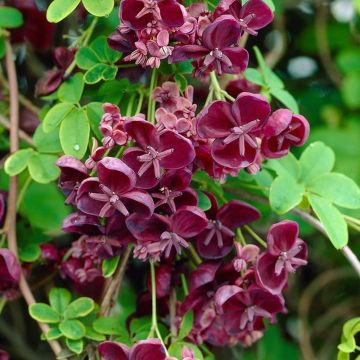 Akebia quinata - Chocolate Vine