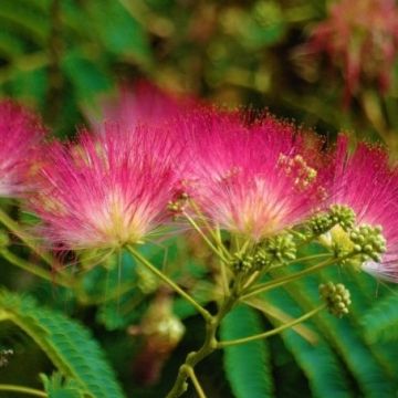 Albizia julibrissin Rouge de Tuiliere - Silk Tree - LARGE