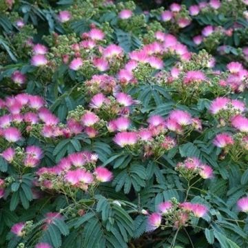 Albizia julibrissin Ombrella - Silk Tree