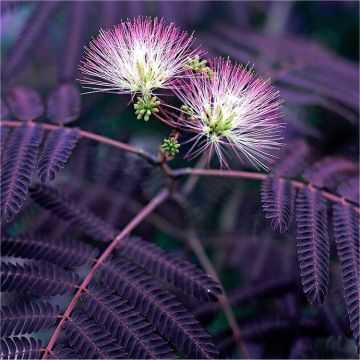 Albizia julibrissin Summer Chocolate - Purple Silk Tree Albizzia - LARGE - Circa 100-120cm