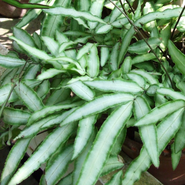 Pteris nipponica - Cretan Brake Fern