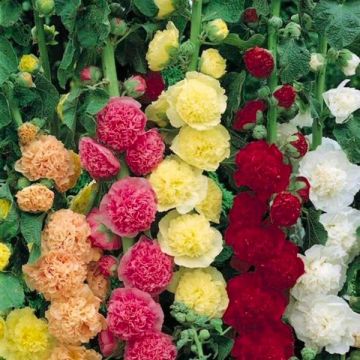 Hollyhock Chaters Doubles - Pack of FOUR Plants