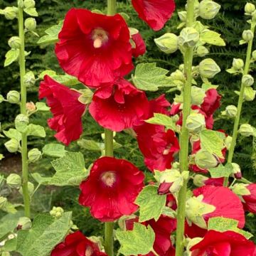 Alcea rosea "Mars Magic"