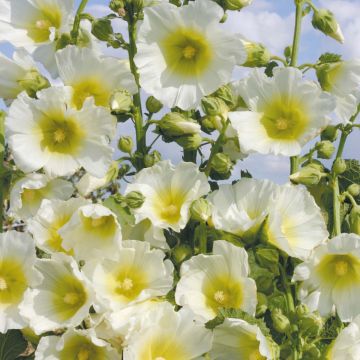 Alcea rosea 'Polarstar'