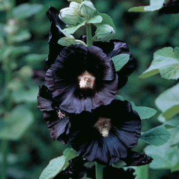 Alcea rosea Nigra - Black Hollyhock (Althea) - Pack of FIVE