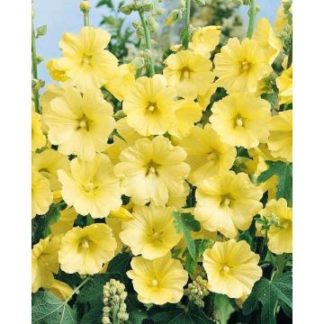 Alcea rosea "Sunshine"