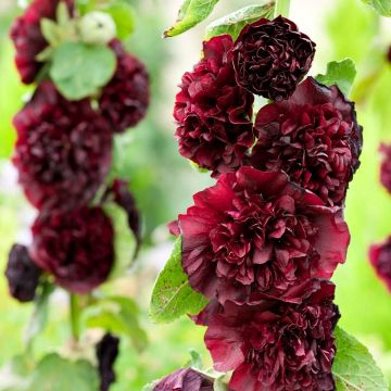 Hollyhock (Alcea) Chater's Chestnut Brown