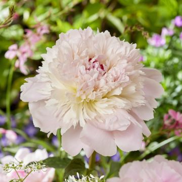 Paeonia lactiflora - Peony - Alertie